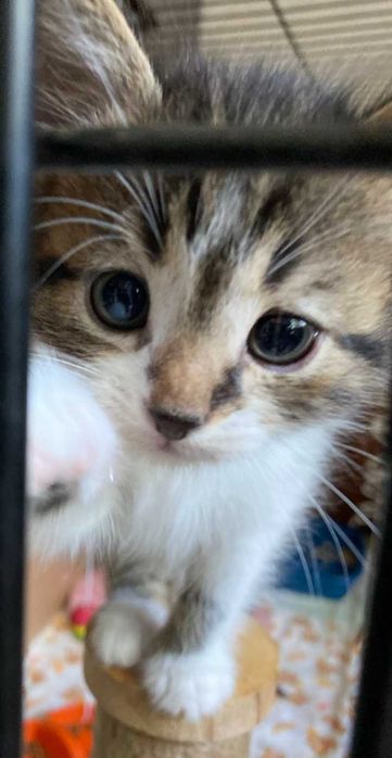 Котята безкошковно