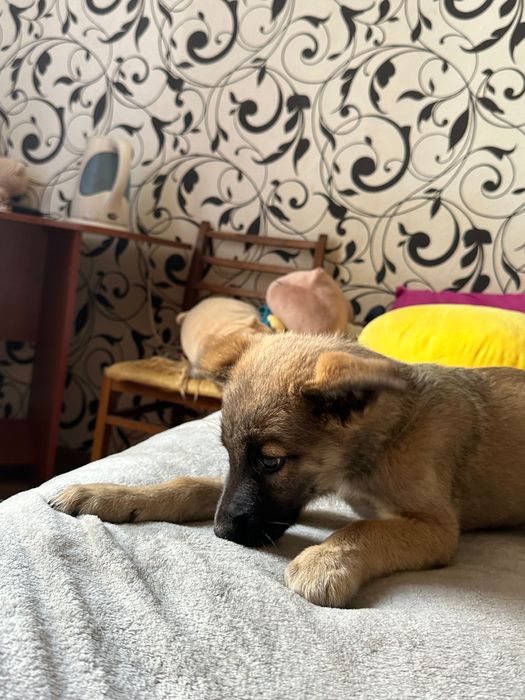 Щенок в хорошие руки