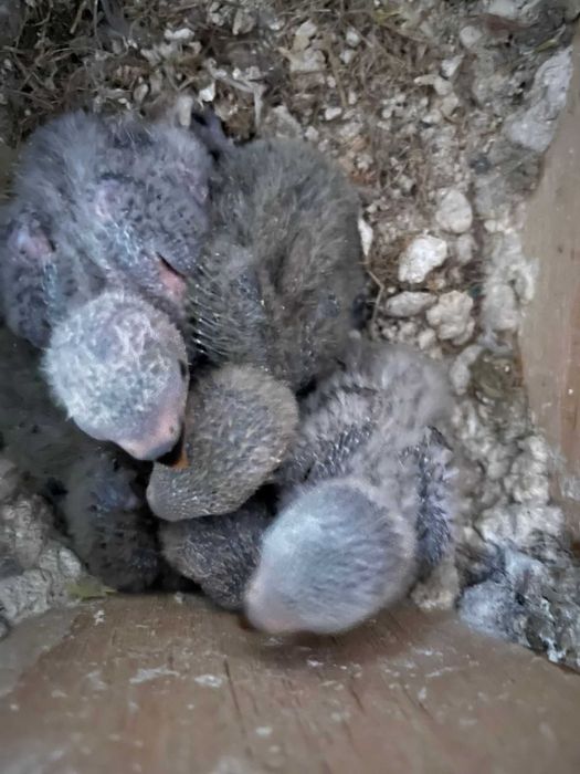 Roseicollis para  criar á mão