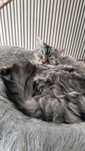 Maine coon-18 miesięczna-mozliwa opcja do hodowli