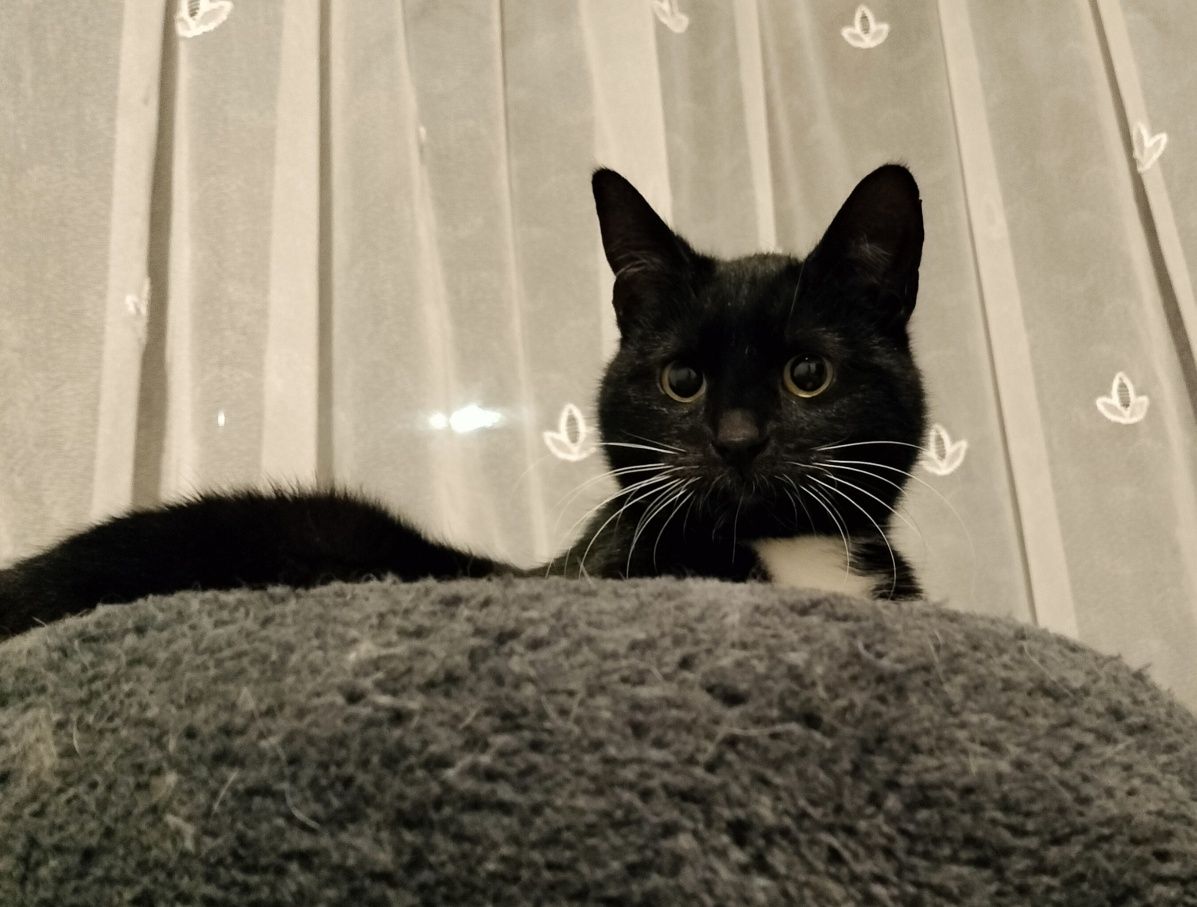 Koteczka do adopcji