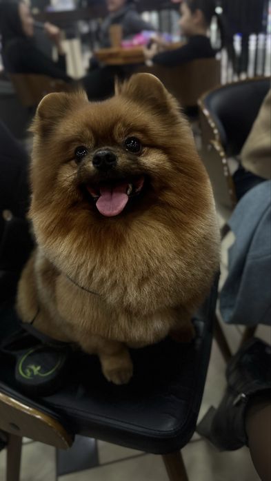 Померанский шпиц. Кобель. Вязка