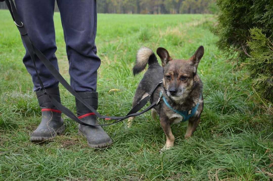 Malutki, kochany Frank do adopcji!