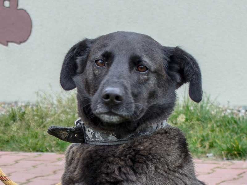 Pola - w typie Labrador; każdego dnia pokonuje swoje strachy