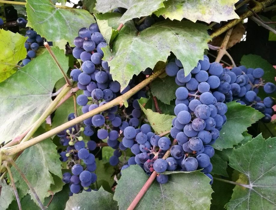 Winogron ciemny i slodki