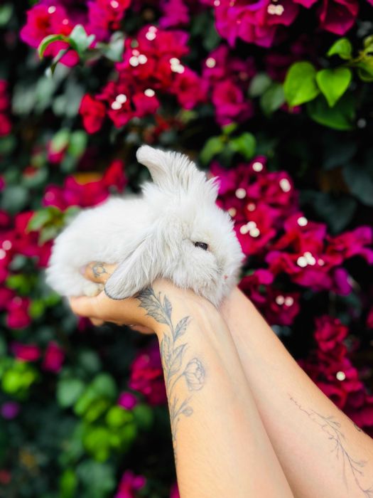 Coelhos mini toy teddy