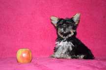 Yorkshire terrier NEMI suczka