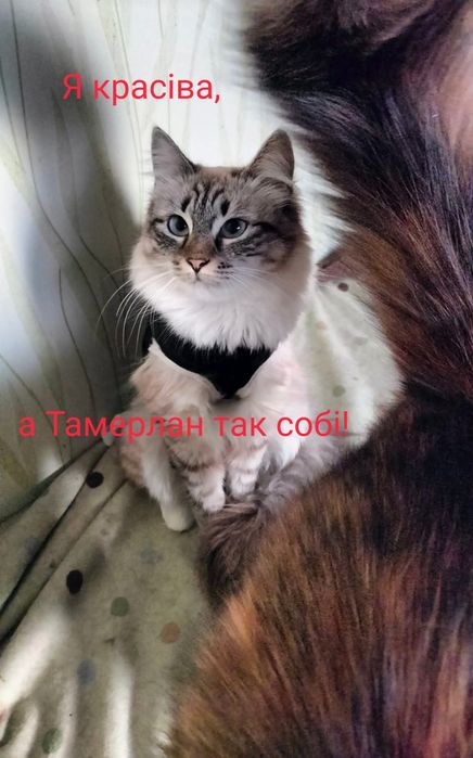 Віддам собаку безкоштовно Тамерлан