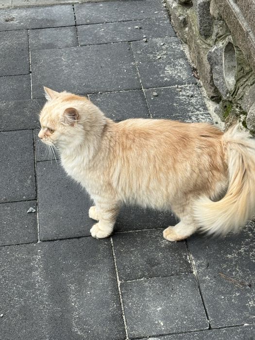 Дуже гарні кошенята метиси британців.