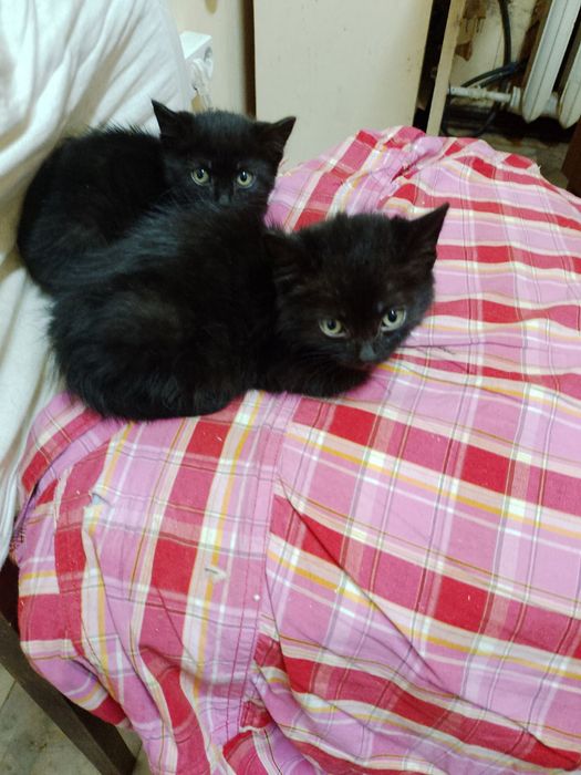 Маленькие чёрные котята котёнок мальчики срочно ищут дом! Отдам в хоро