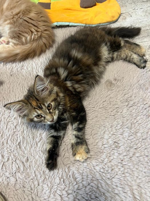 Kotka Maine Coon “GIGI” f22 FPL/FIFE – klasyczny czarny szylkret