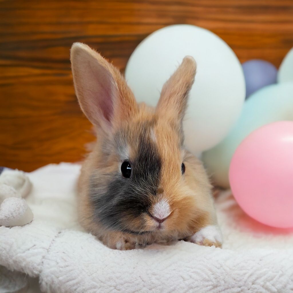 Karzełek Teddy, karzełek rex, Mini lop, baranek miniaturka