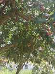 Ginja caseira biológica