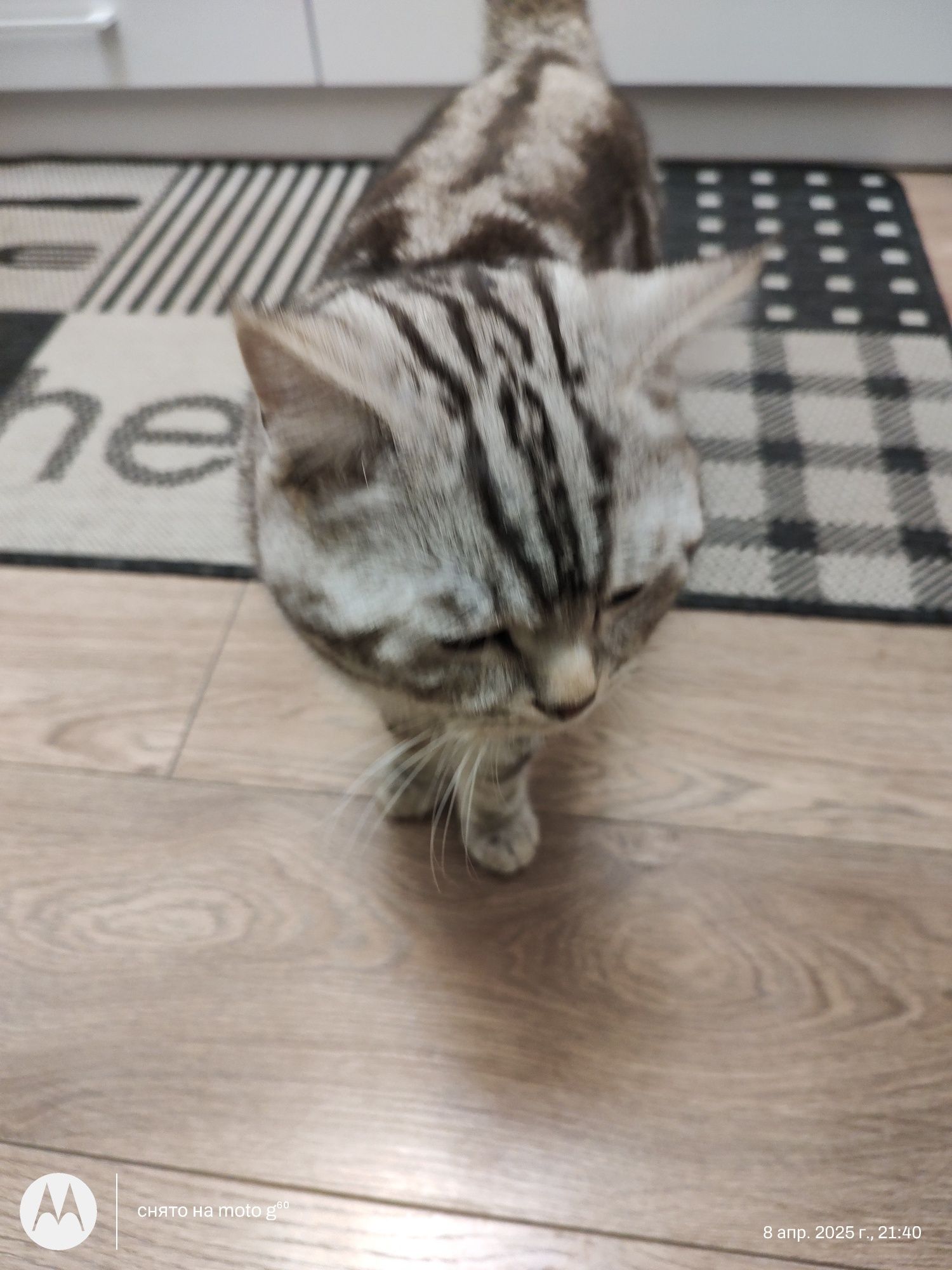 В'язка котика шотландець