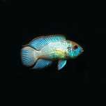 Acará Electric Blue