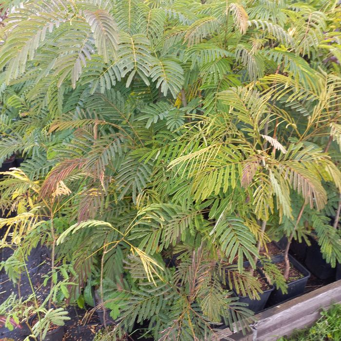 Альбіція Лінкеранська Акація Шовкова Акація 2х річка в контейнері 50см