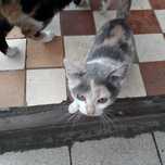 Животные в дар.Котята ищут дом.