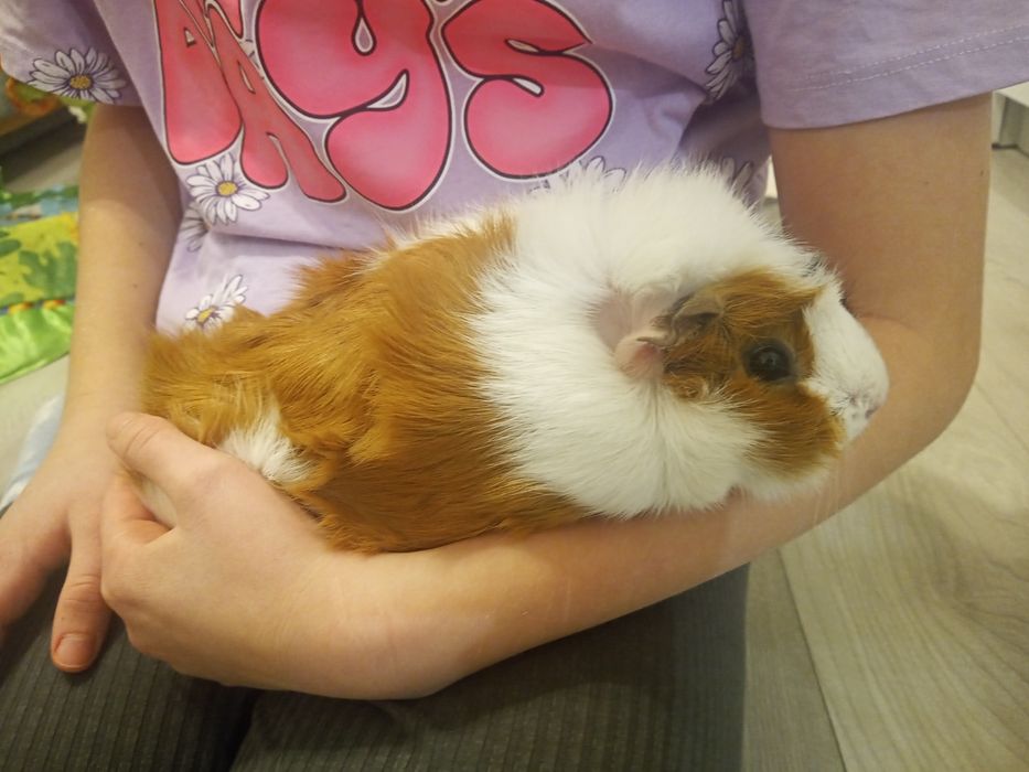 Świnki morskie z  klatką