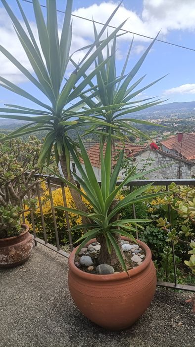 Planta Fiteiro em vaso