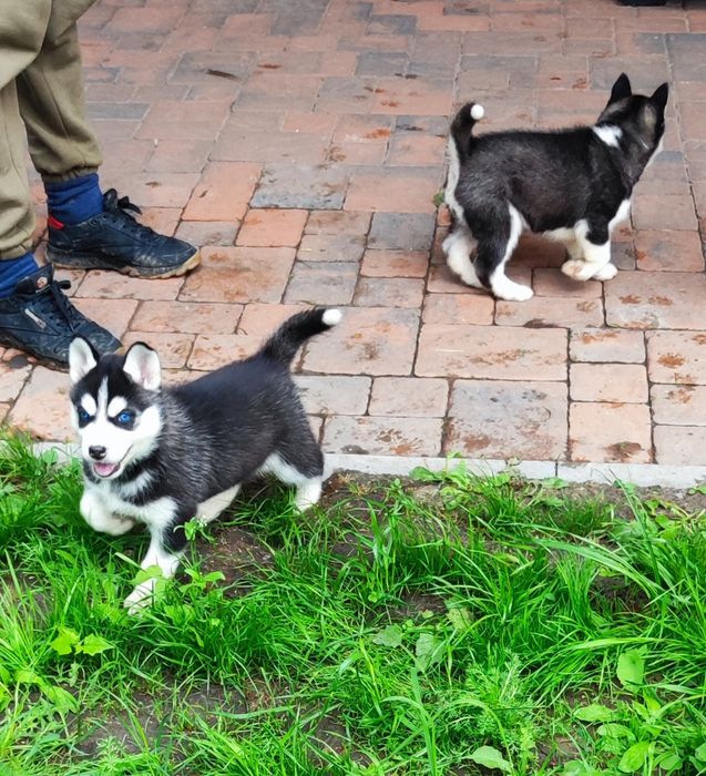 Цуценята  від 1,5 місяців за віком