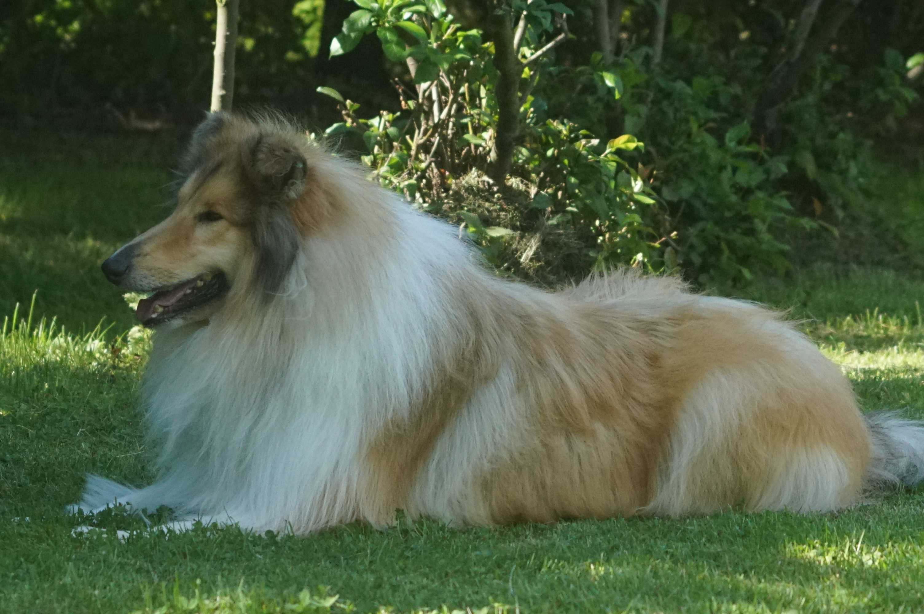 Owczarek  Szkocki Długowłosy Collie