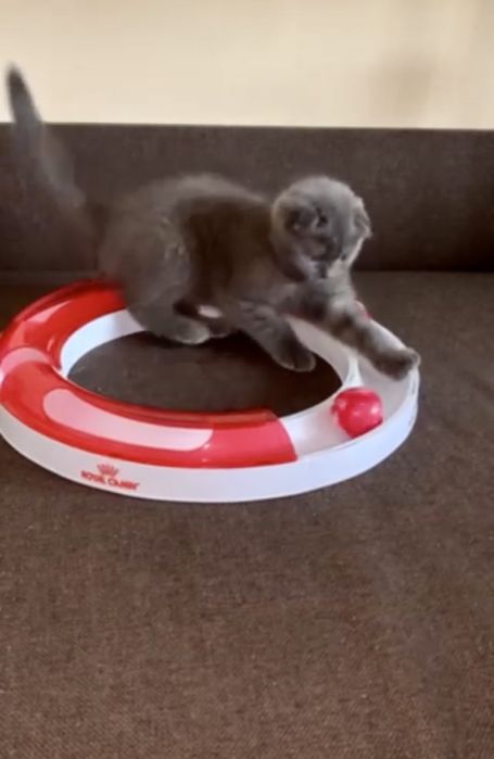 Лежаночки, іграшки та кофтинки для котиків.