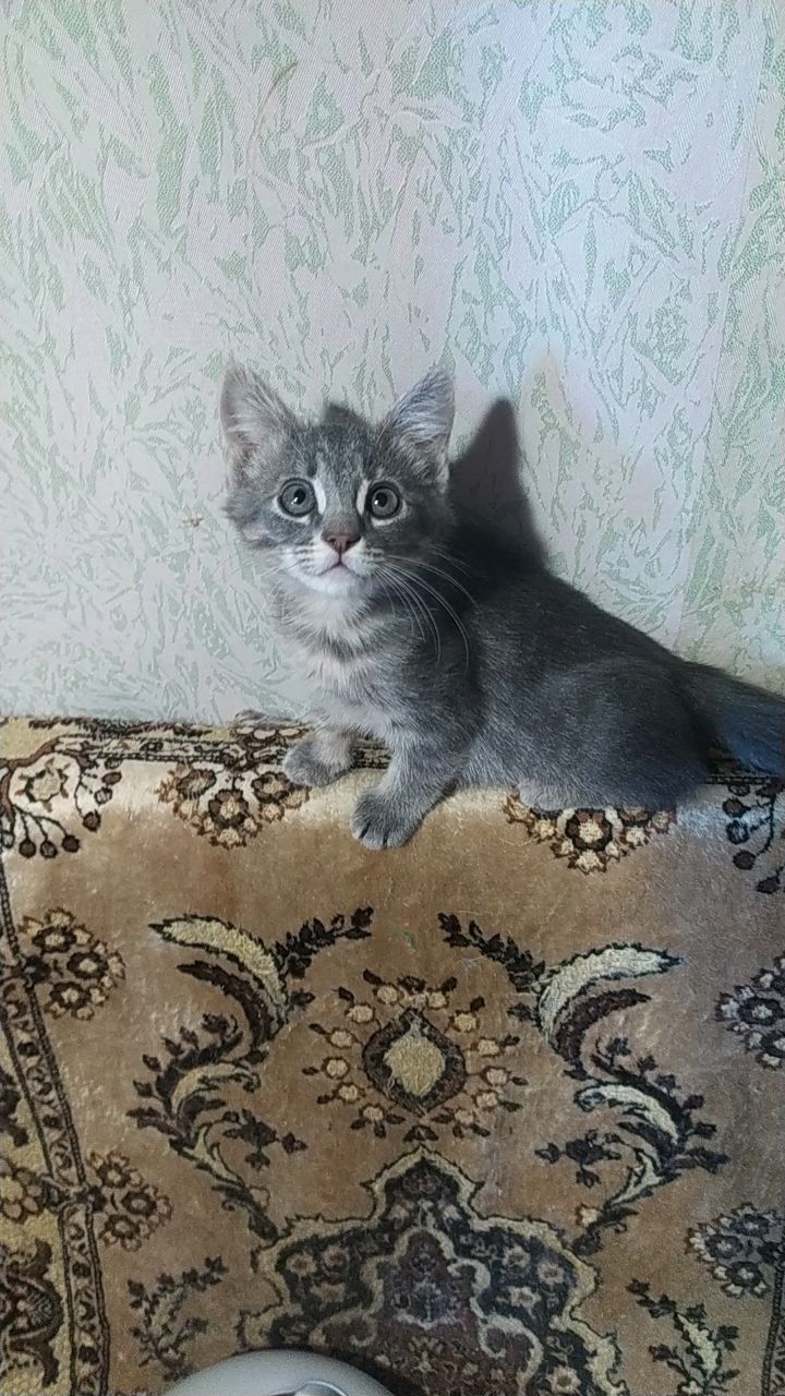 Ищет дом пепельная  девочка