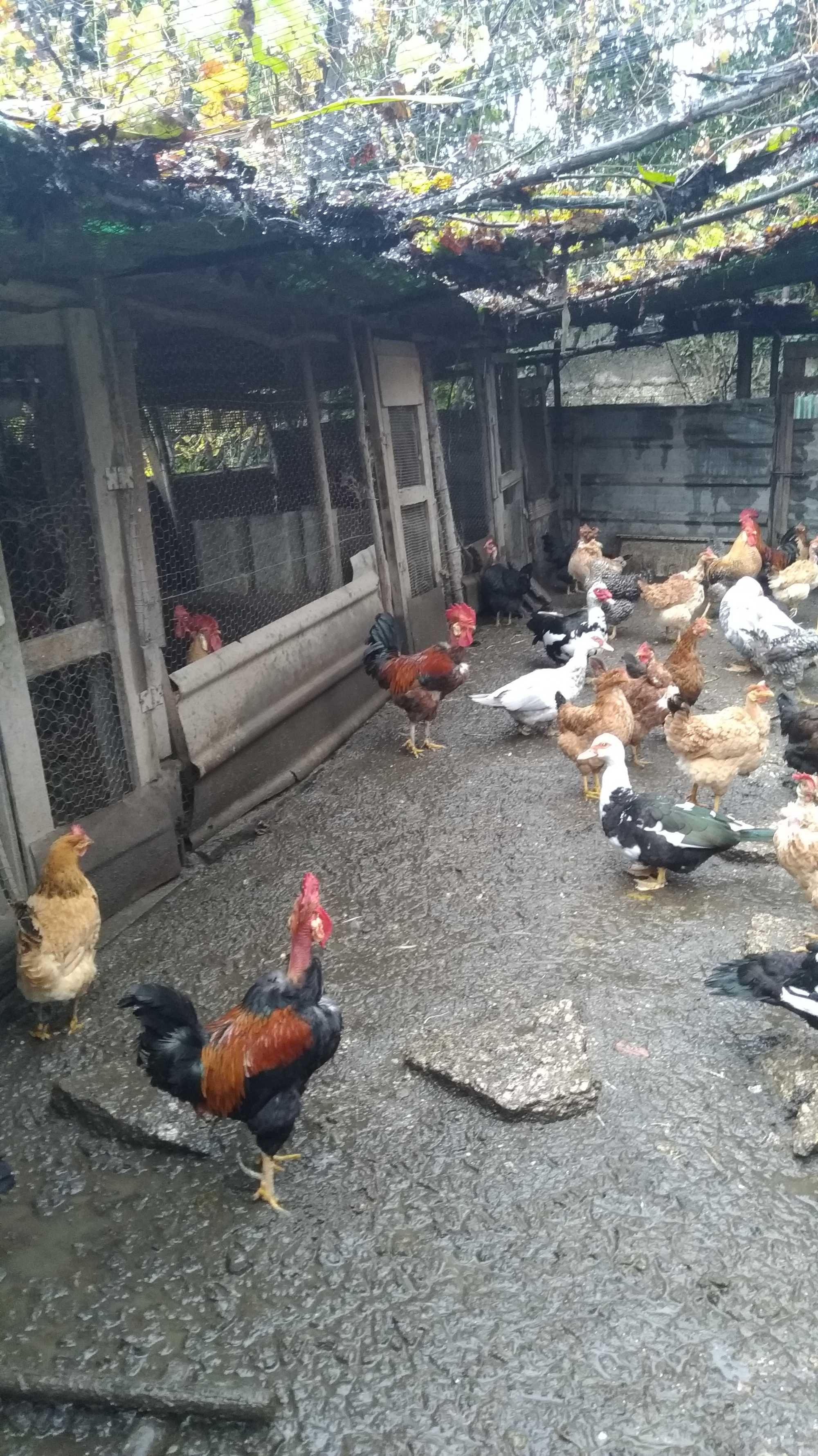 Galinhas caseiras para carne