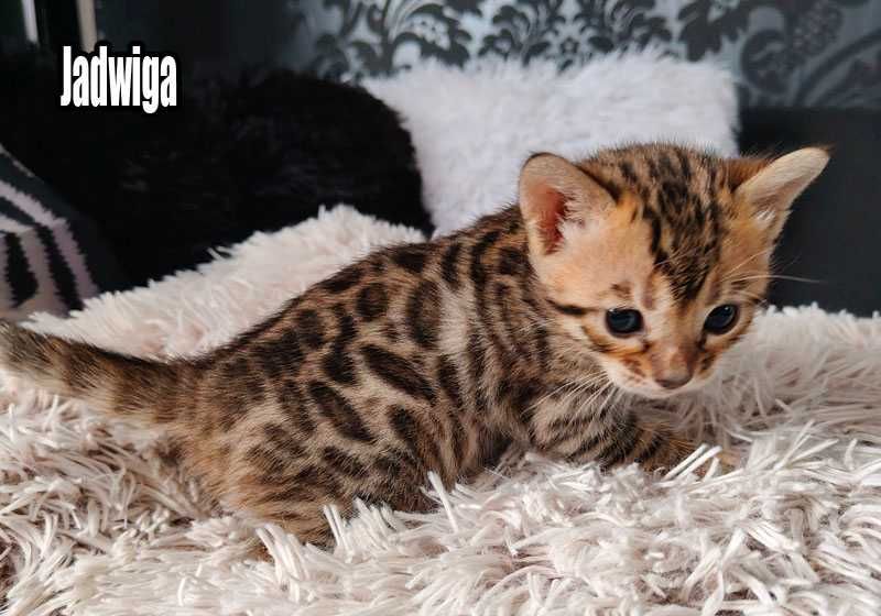 Koteczka bengalska z rodowodem