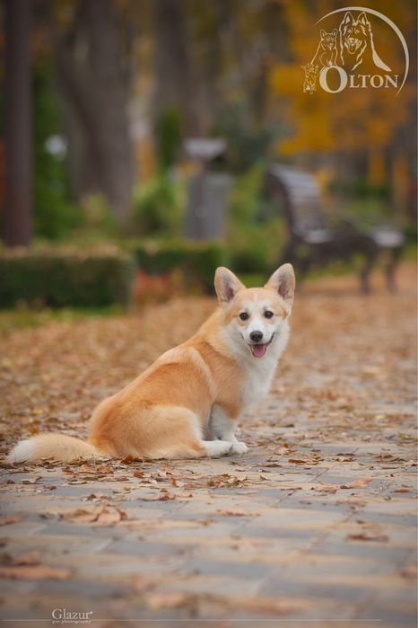 Справжня коргі Леді