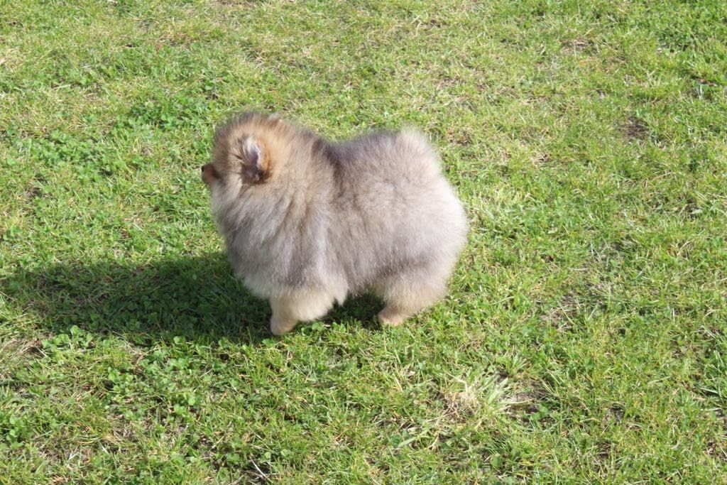 Szpic miniaturowy. Pomeranian