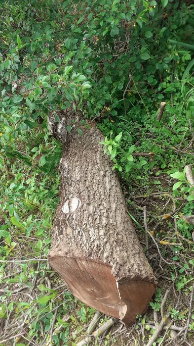 3 x Drewno kłoda orzech włoski kloc