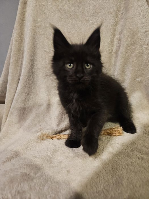 Cudowny Maine Coon Odbiór przed świętami