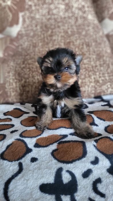 Мини и микро йорк.