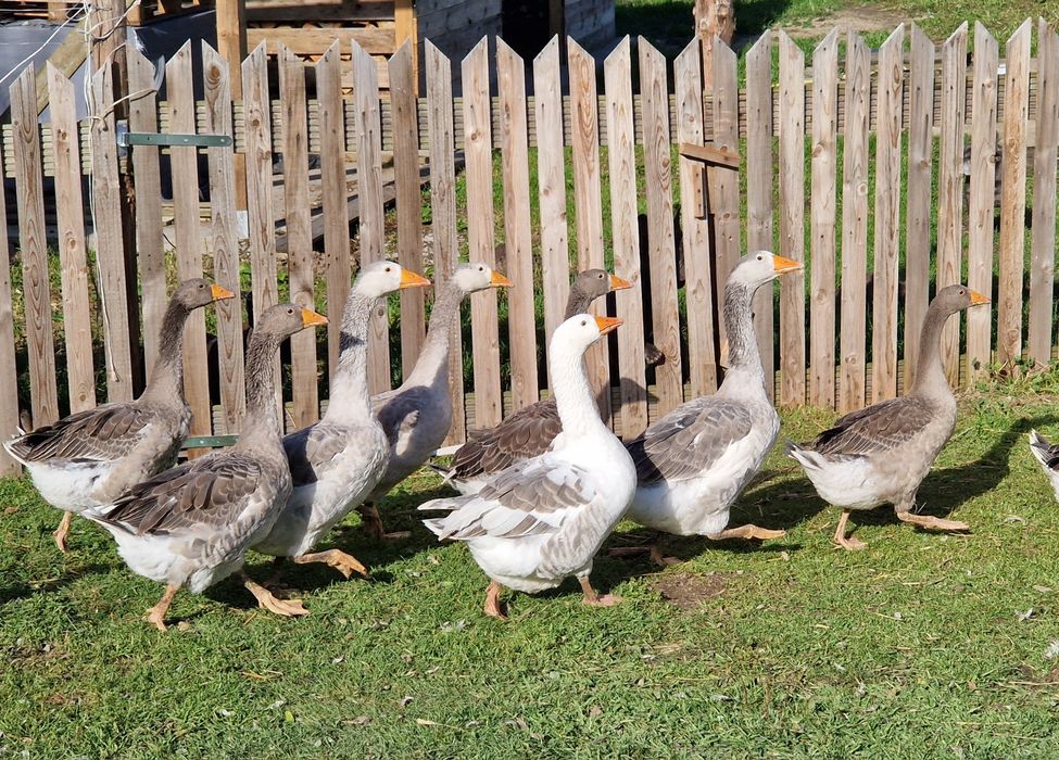 Sprzedam Gęsi młode