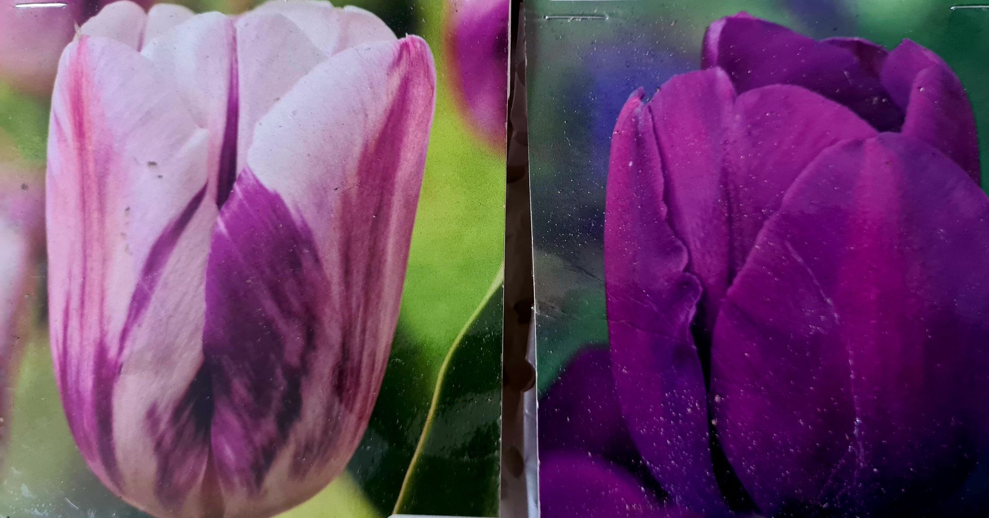 Tulipany egzotyczne różne kolory mix 10szt.cebulki