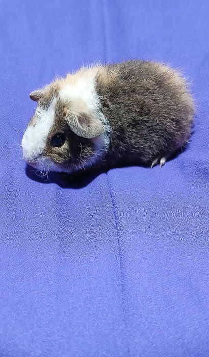 Морська свинка , тедді.