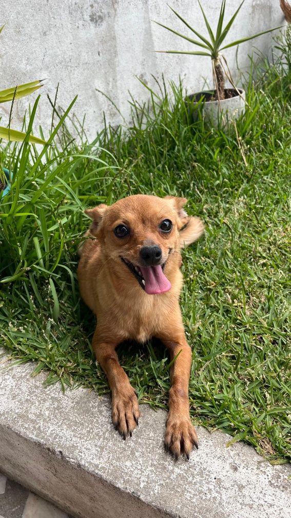 Animas Para adopção