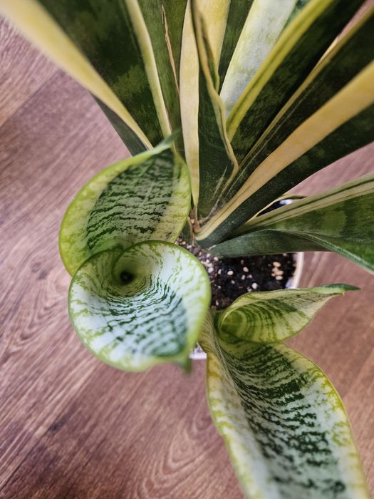 Сансевиерия футура суперба (симплекс), лауренти.