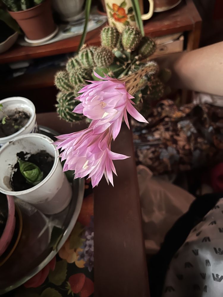 Кімнатні квіти алоє кактус хавортія