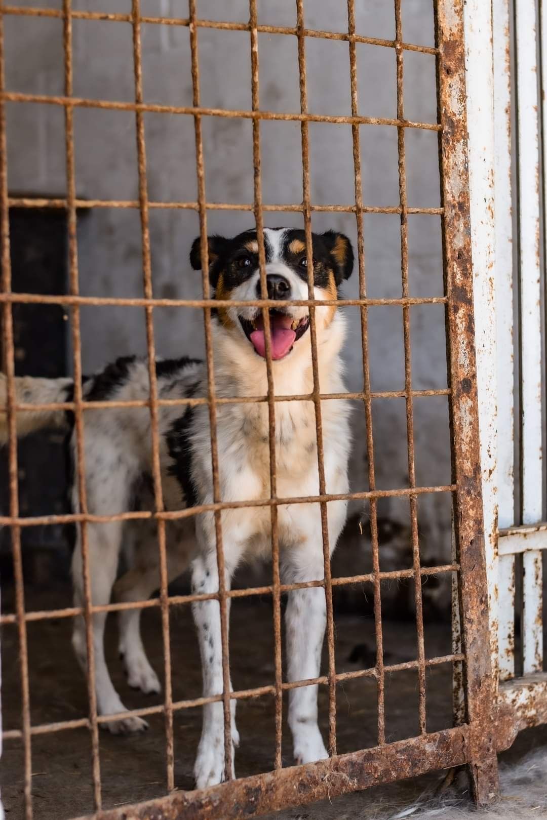 Piękny trikolorek Keks poleca się do adopcji