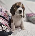 Beagle śliczny piesek Hulk ZKwP FCI