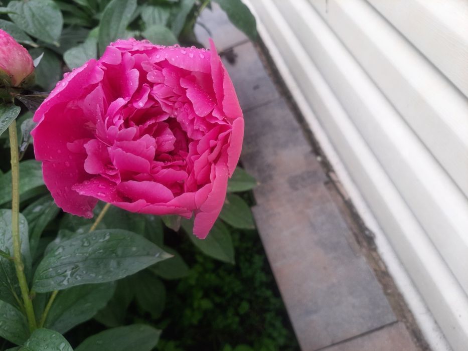 Квіти піони трав'янисті , кущики, саджанці