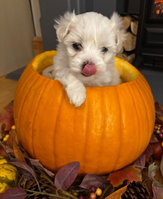 Maltańczyk Bez wad genetycznych