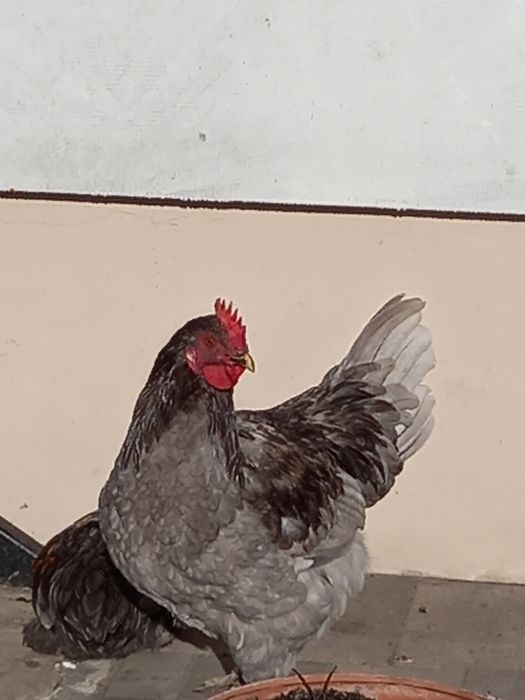 Koguty ozdobne z własnego wylęgu