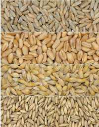 Овес, жито ( рожь ), пшениця