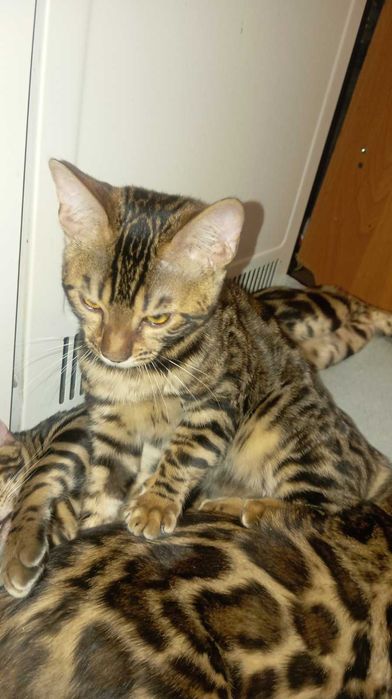 Продам кошенят Бенгал