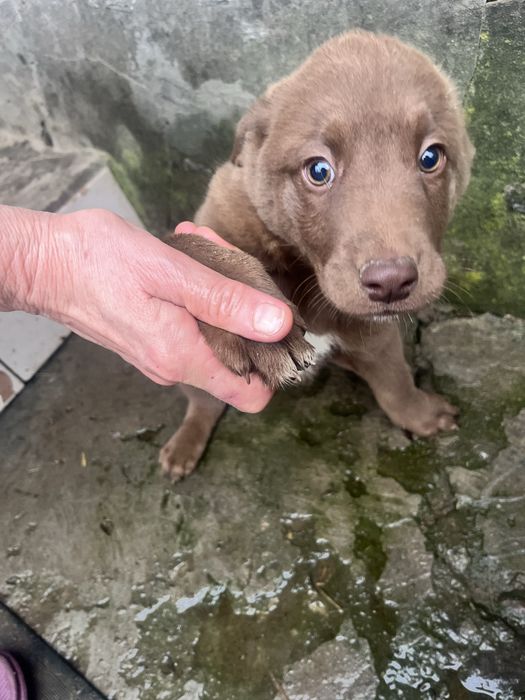 Грайливий песик шукає люблячу сімʼю