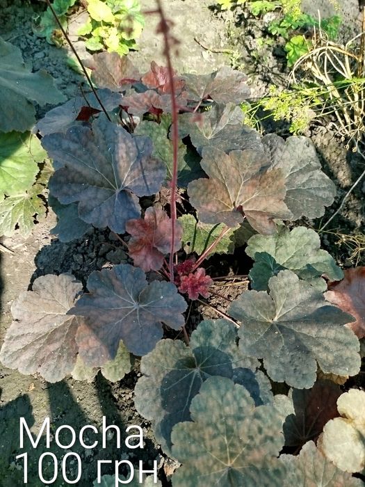 Гейхера, гейхерела, тіарела,  квіти для тінистих ділянок