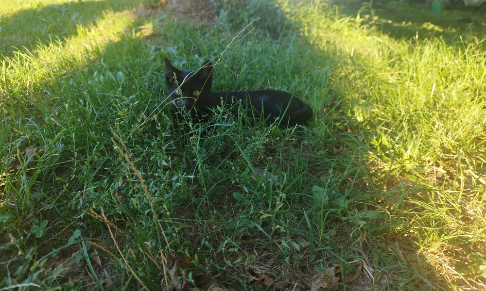 Czarna kotka szuka domu